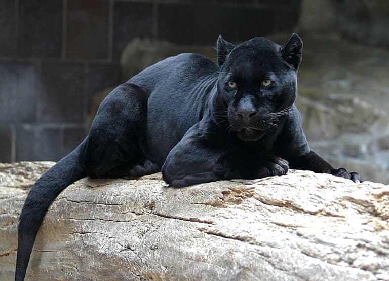 Woman attacked by a jaguar while taking selfie questions the zoo’s security Woman attacked by a jaguar while taking selfie questions the zoo’s security