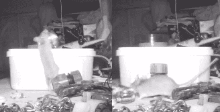 Mouse caught on camera tidying up pensioner’s shed at night Mouse caught on camera tidying up pensioner’s shed at night