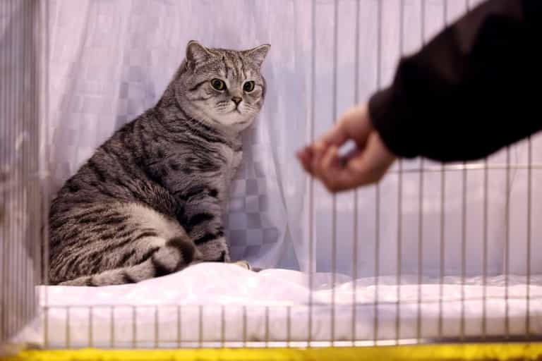 It turns out cats do recognise their names – and will ignore you just for the hell of it It turns out cats do recognise their names – and will ignore you just for the hell of it