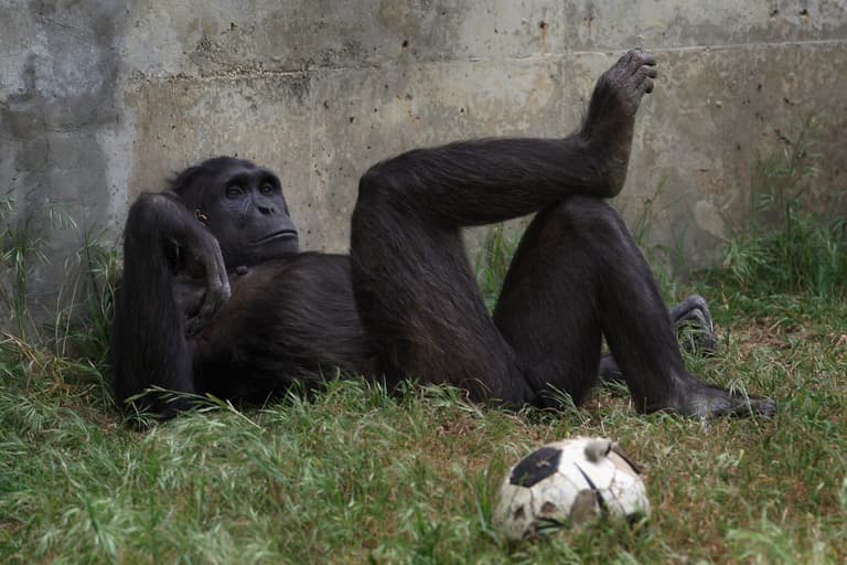 This video of a chimp scrolling through Instagram is incredible This video of a chimp scrolling through Instagram is incredible