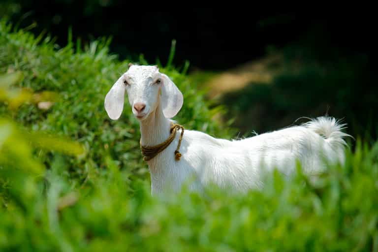 Jogger in Ireland gets caught in footrace with rogue goat Jogger in Ireland gets caught in footrace with rogue goat
