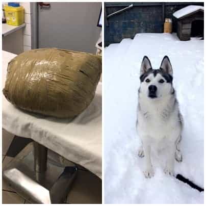 Woman returns from holiday to find dead pet husky wrapped in masking tape by kennel Woman returns from holiday to find dead pet husky wrapped in masking tape by kennel