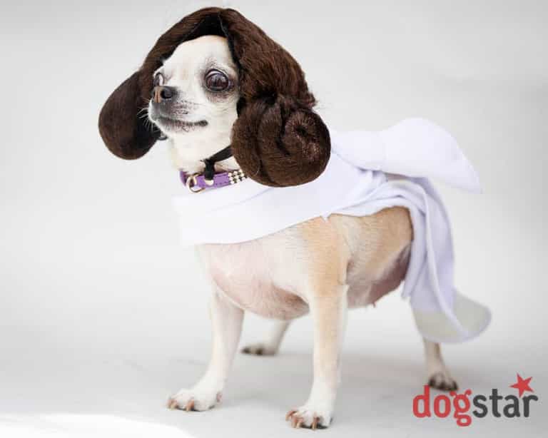 There is a Dog Cosplay event coming to the UK, if you want to dress your dog up as Iron Man or Darth Vader There is a Dog Cosplay event coming to the UK, if you want to dress your dog up as Iron Man or Darth Vader