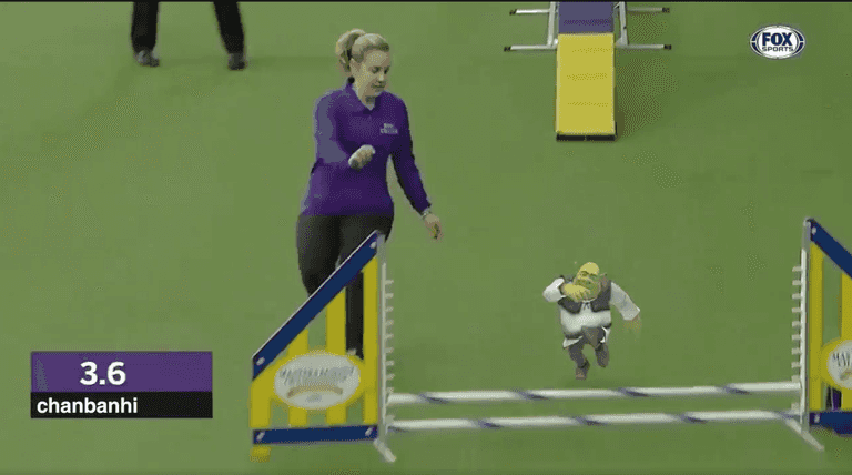 Someone has made a video of Shrek running the Crufts obstacle course. No, really Someone has made a video of Shrek running the Crufts obstacle course. No, really
