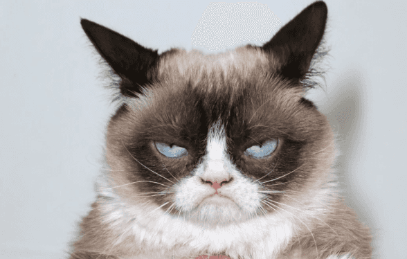 Grumpy Cat, the famous internet cat, has died aged 7 Grumpy Cat, the famous internet cat, has died aged 7