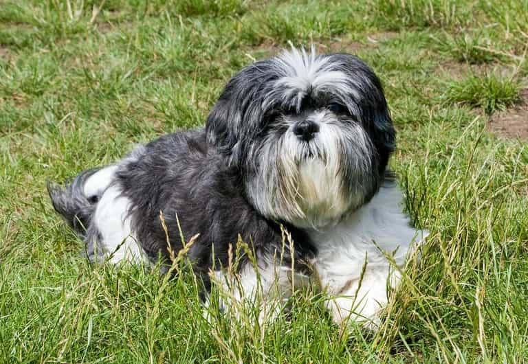 Healthy dog put down in United States so it could be buried with owner Healthy dog put down in United States so it could be buried with owner