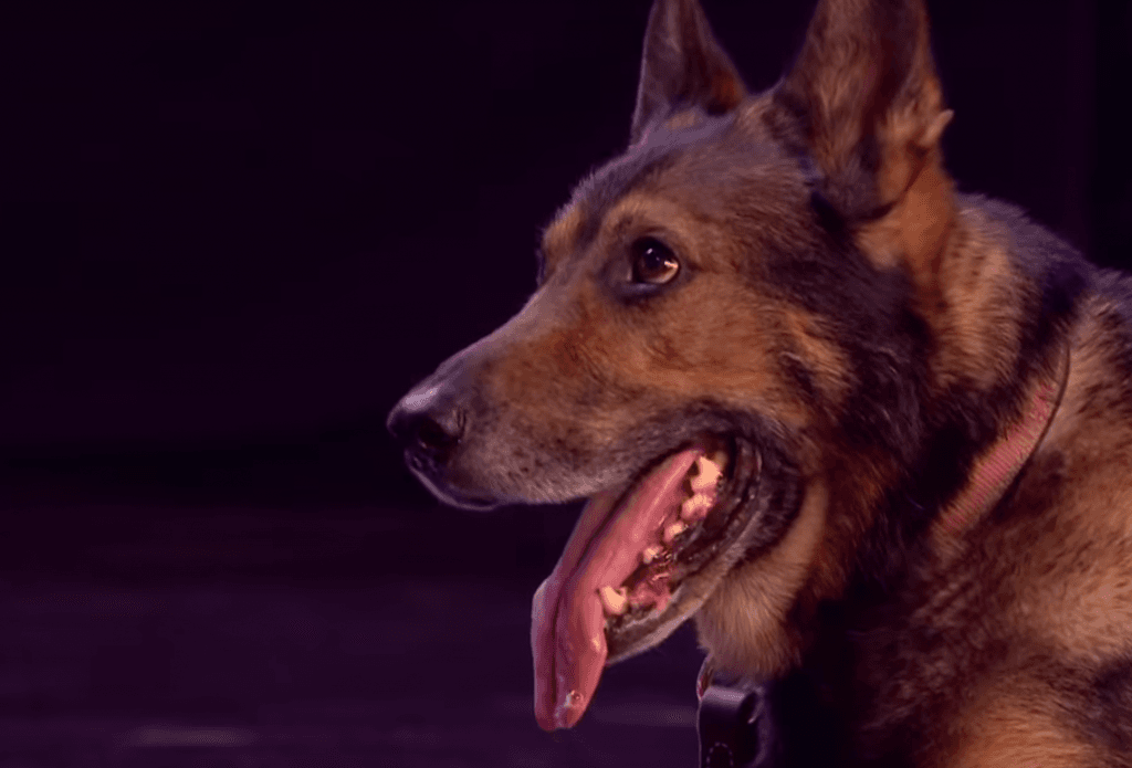 Police dog Finn’s law comes into effect
