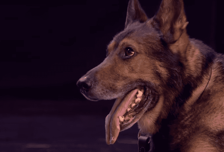 Police dog Finn’s law comes into effect Police dog Finn’s law comes into effect