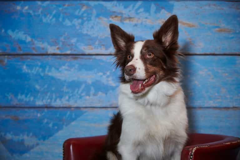 Furst Dates: Going speed dating with dogs Furst Dates: Going speed dating with dogs