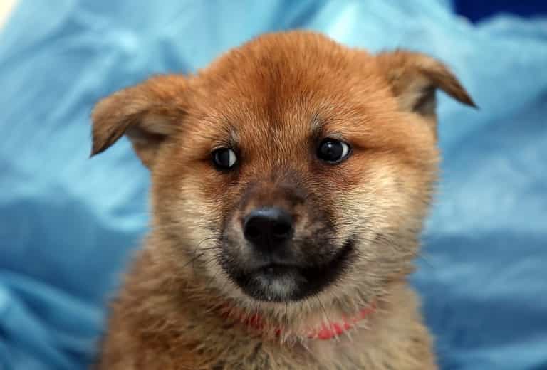 Rescuing dogs from the Korean dog meat trade Rescuing dogs from the Korean dog meat trade