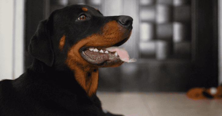 Dog carries 30 pound dumbbell around in its mouth as a toy Dog carries 30 pound dumbbell around in its mouth as a toy