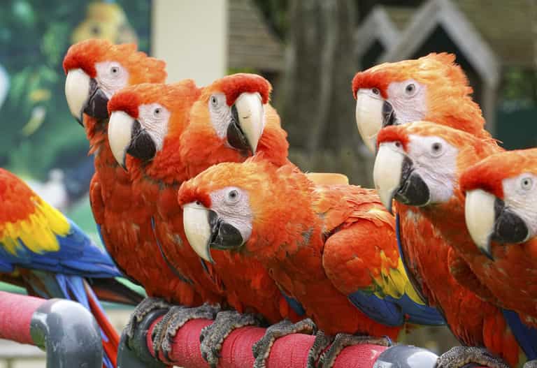 Five parrots removed from wildlife park for constantly swearing at customers Five parrots removed from wildlife park for constantly swearing at customers