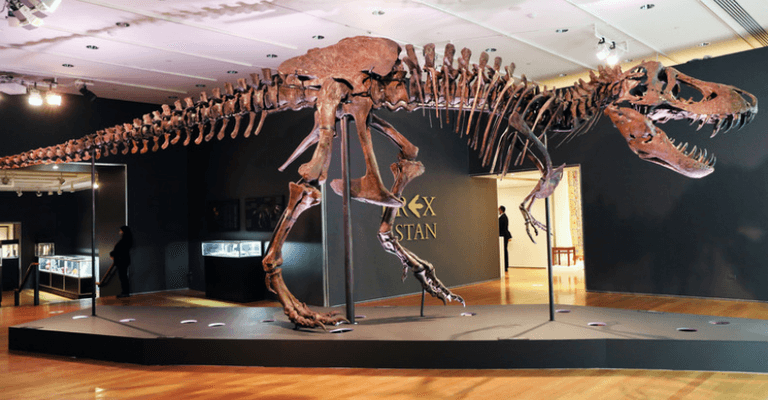 Tyrannosaurus rex named ‘Stan’ sells at auction for £35 million Tyrannosaurus rex named ‘Stan’ sells at auction for £35 million