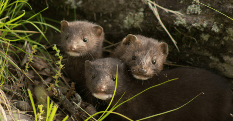 Denmark to cull 17 million minks due to COVID-19 mutation found in farms Denmark to cull 17 million minks due to COVID-19 mutation found in farms