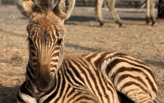 Baby zebra at Somerset zoo dies after being scared by fireworks Baby zebra at Somerset zoo dies after being scared by fireworks