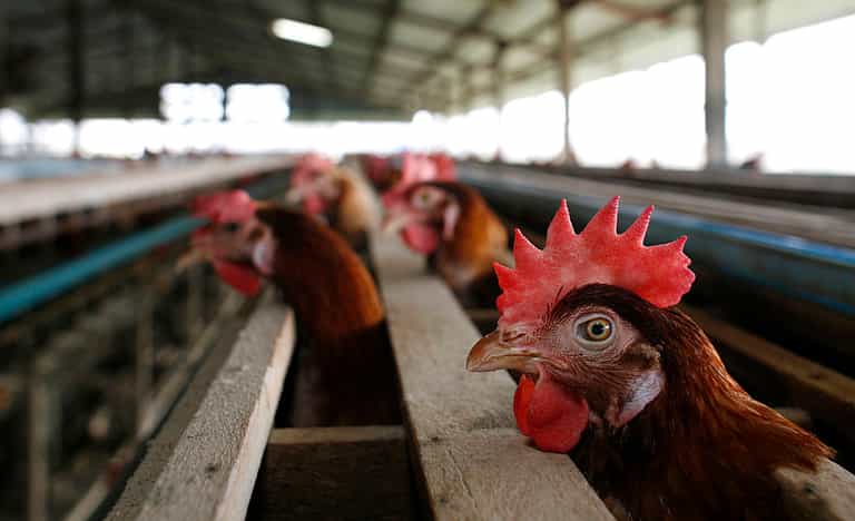 People warned to stay ‘at least two meters’ away from birds over pandemic fears People warned to stay ‘at least two meters’ away from birds over pandemic fears