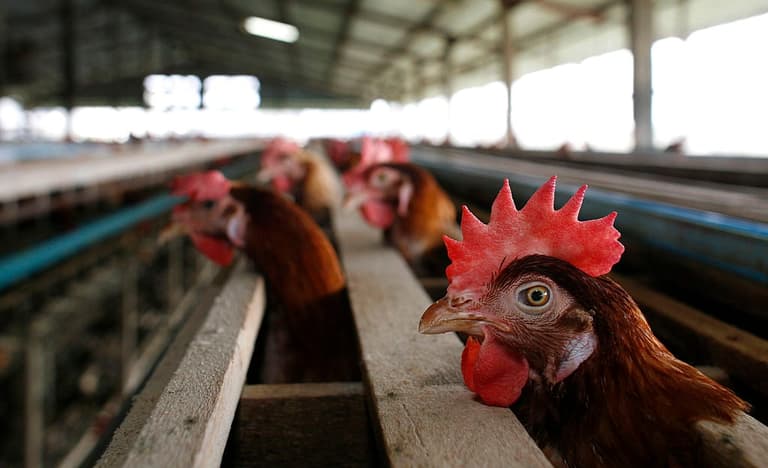 People warned to stay ‘at least two meters’ away from birds over pandemic fears People warned to stay ‘at least two meters’ away from birds over pandemic fears