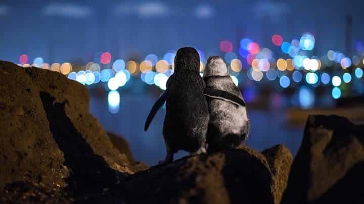 Penguins comforting each other wins ‘Best Picture of 2020’ award Penguins comforting each other wins ‘Best Picture of 2020’ award