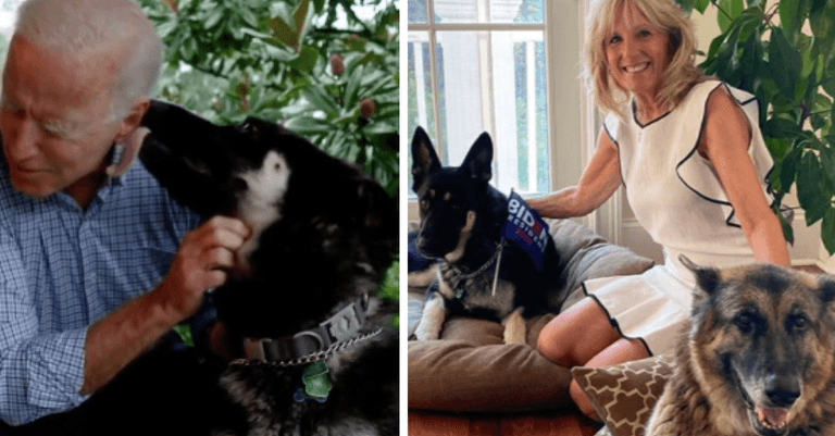 Joe Biden’s dogs, Champ and Major, have officially entered the White House Joe Biden’s dogs, Champ and Major, have officially entered the White House