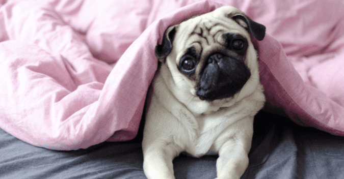 Letting your dog sleep in your bed is good for you, study says Letting your dog sleep in your bed is good for you, study says