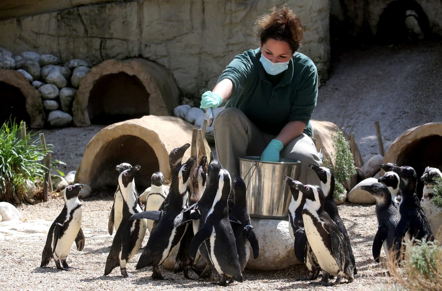 Zoos risk bankrupcy if Covid funding is not addressed, says charity