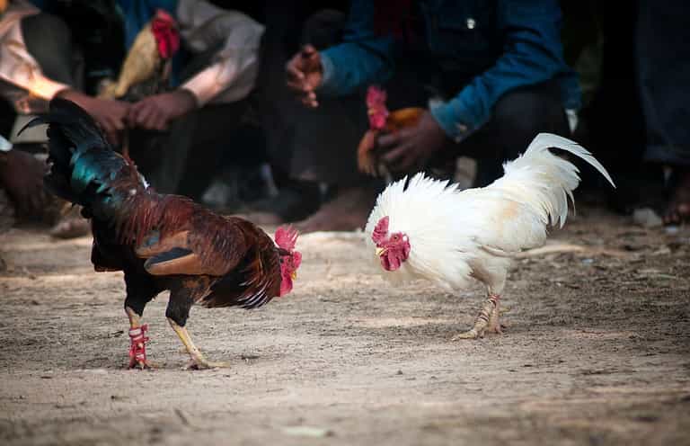 Indian man killed by rooster in illegal cockfight Indian man killed by rooster in illegal cockfight