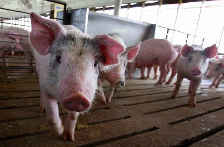 Pigs can play video games using their snouts, according to new study Pigs can play video games using their snouts, according to new study