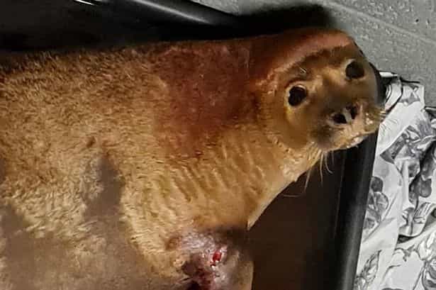 Owner apologises after her dog killed ‘Freddie Mercury’ the seal Owner apologises after her dog killed ‘Freddie Mercury’ the seal