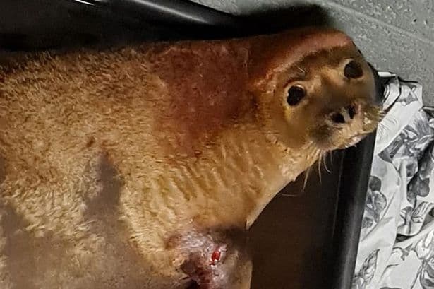 Owner apologises after her dog killed ‘Freddie Mercury’ the seal Owner apologises after her dog killed ‘Freddie Mercury’ the seal