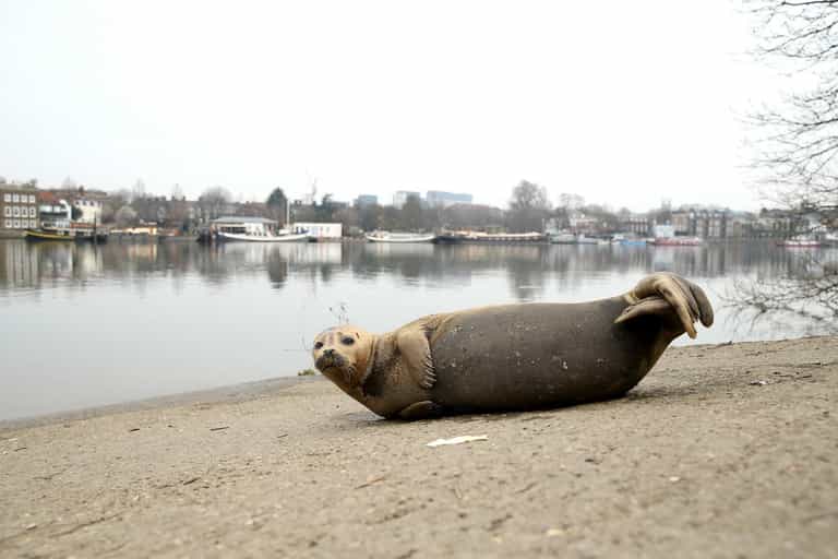 Woman whose dog attacked Freddie the seal to face no criminal charges Woman whose dog attacked Freddie the seal to face no criminal charges