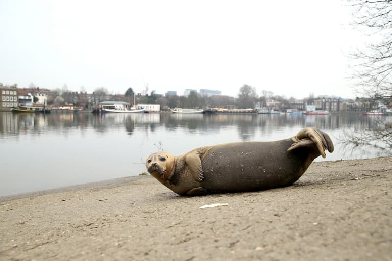 Woman whose dog attacked Freddie the seal to face no criminal charges Woman whose dog attacked Freddie the seal to face no criminal charges