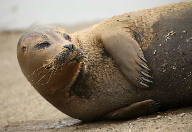 Owner of dog that killed seal ‘Freddie Mercury’ identified as top lawyer Owner of dog that killed seal ‘Freddie Mercury’ identified as top lawyer