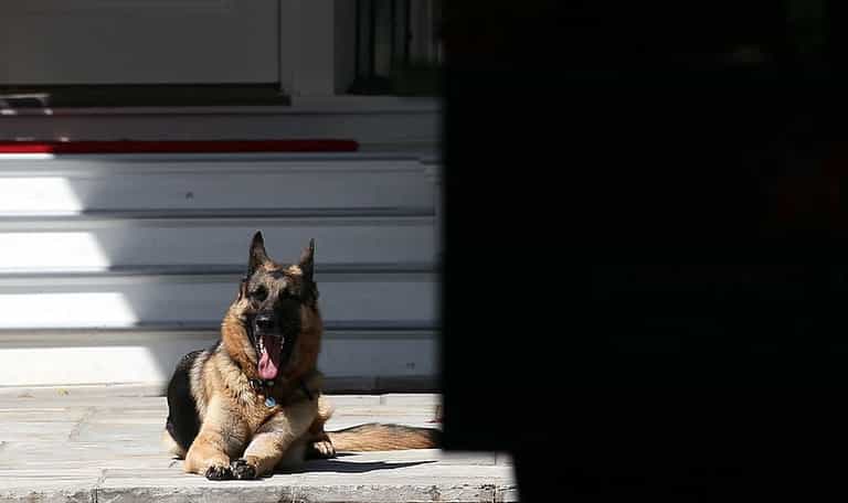 Joe Biden’s dogs sent home from White House following ‘biting incident’ Joe Biden’s dogs sent home from White House following ‘biting incident’