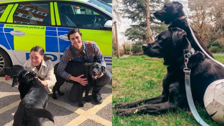 Stolen dogs reunited with owners after plea goes viral Stolen dogs reunited with owners after plea goes viral