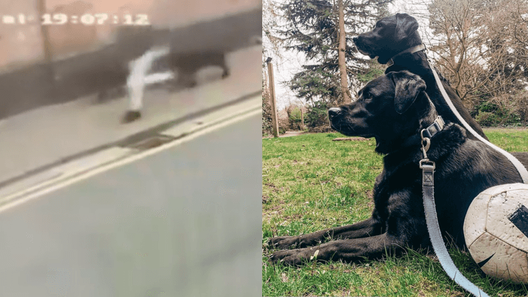 CCTV captures horrifying moment dogs stolen from outside shop CCTV captures horrifying moment dogs stolen from outside shop
