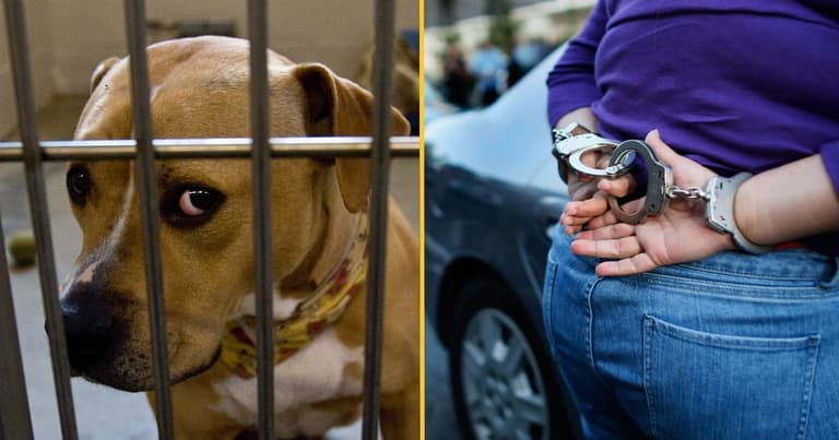 Animal Welfare Bill for tougher sentences on animal cruelty becomes law today Animal Welfare Bill for tougher sentences on animal cruelty becomes law today