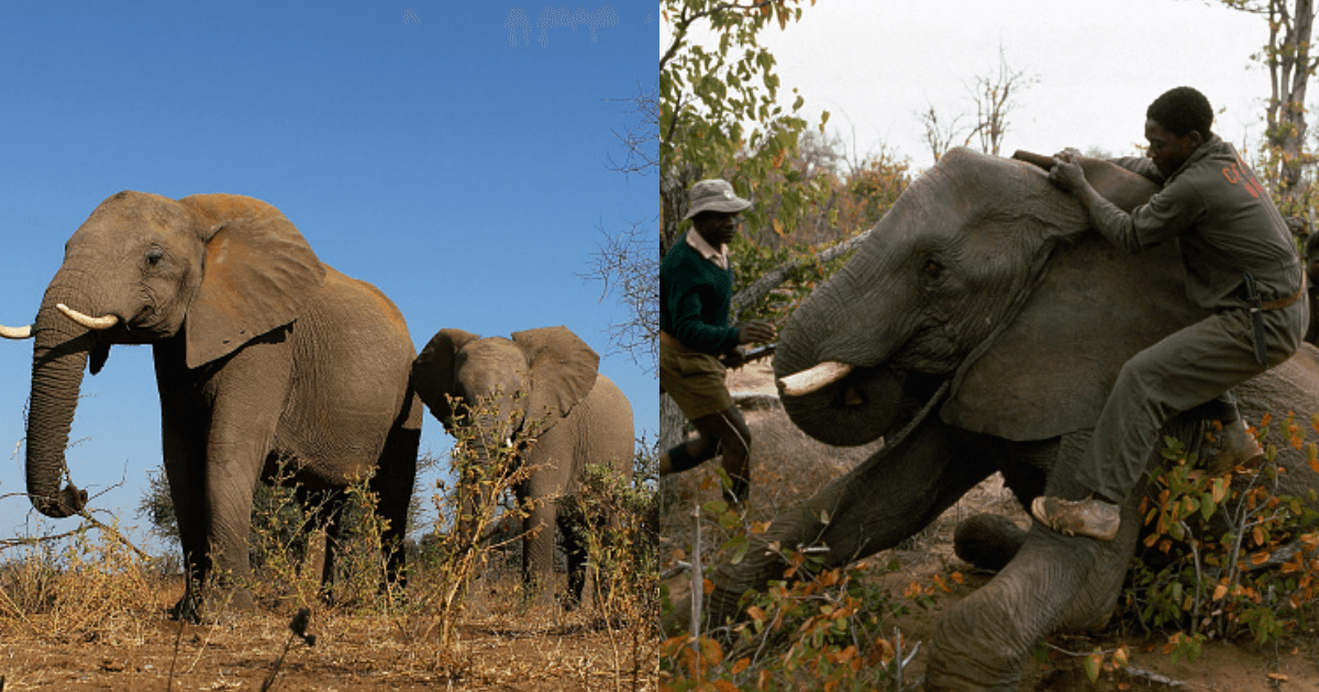 Zimbabwe to sell endangered elephants for hunts to raise money lost during Covid
