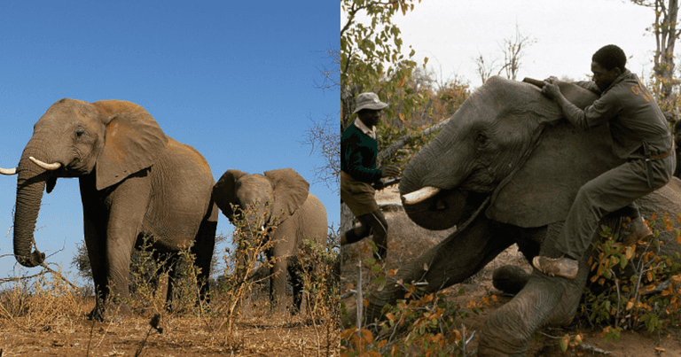 Zimbabwe to sell endangered elephants for hunts to raise money lost during Covid Zimbabwe to sell endangered elephants for hunts to raise money lost during Covid