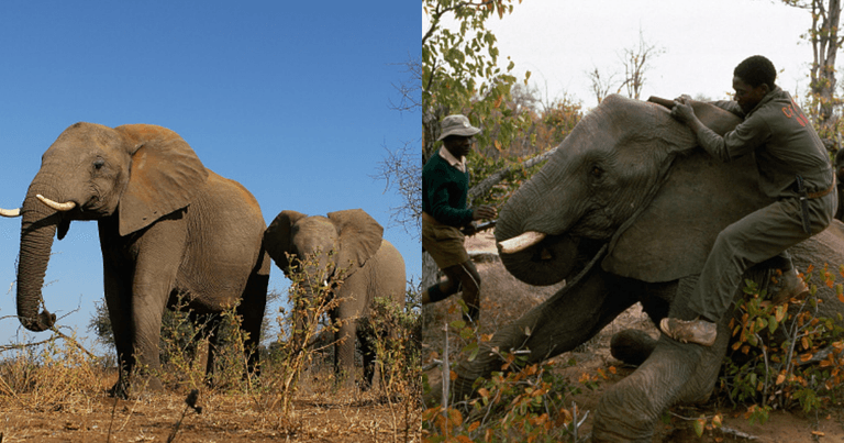 Zimbabwe to sell endangered elephants for hunts to raise money lost during Covid Zimbabwe to sell endangered elephants for hunts to raise money lost during Covid