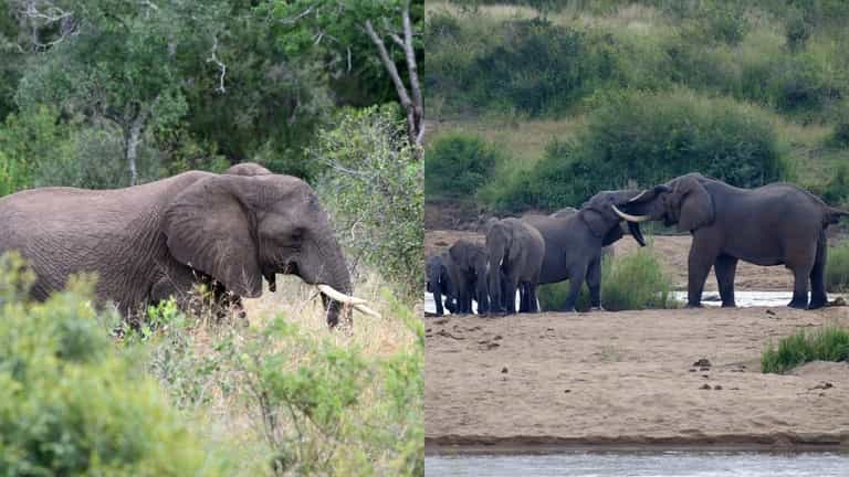 Suspected poacher killed by elephants in South Africa national park Suspected poacher killed by elephants in South Africa national park
