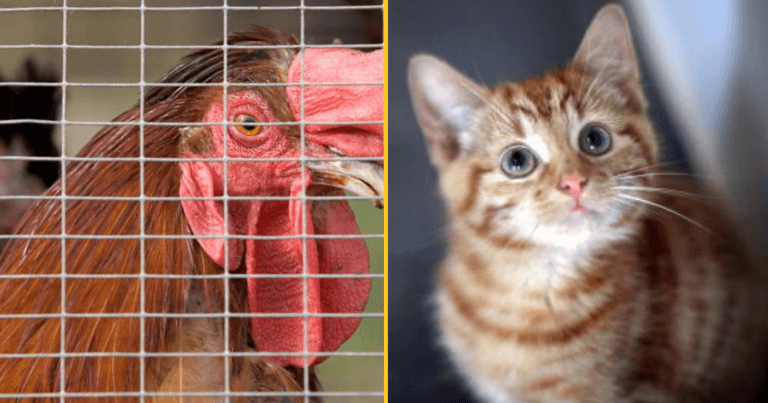 Animals to be formally recognised as “sentient beings” in UK law Animals to be formally recognised as “sentient beings” in UK law