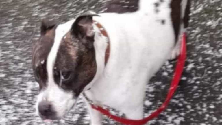 Dognappers attack woman from behind and speed off with her dog in van Dognappers attack woman from behind and speed off with her dog in van