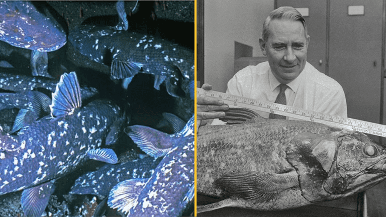 ‘Fossil fish’ known as ‘Old Fourlegs’, once thought extinct, found alive ‘Fossil fish’ known as ‘Old Fourlegs’, once thought extinct, found alive