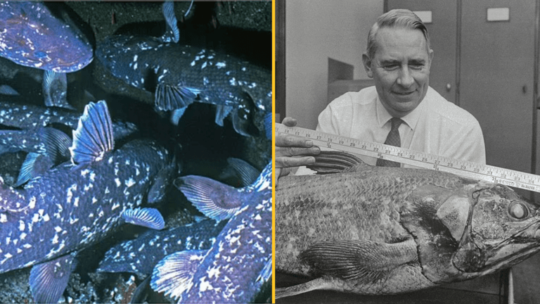 ‘Fossil fish’ known as ‘Old Fourlegs’, once thought extinct, found alive ‘Fossil fish’ known as ‘Old Fourlegs’, once thought extinct, found alive