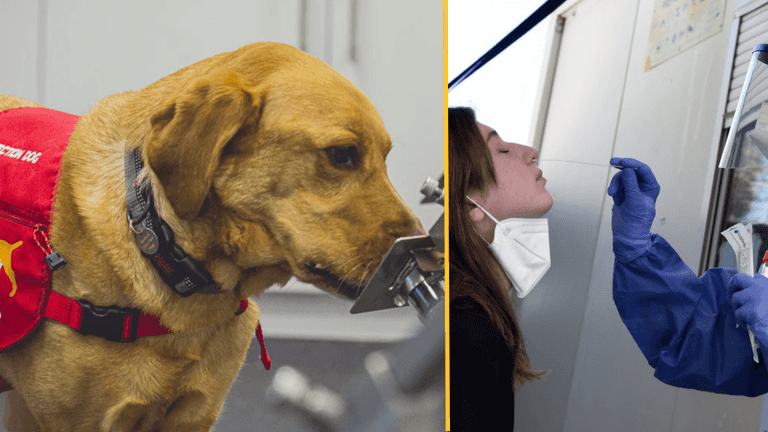 Dogs can detect Covid in under a second Dogs can detect Covid in under a second