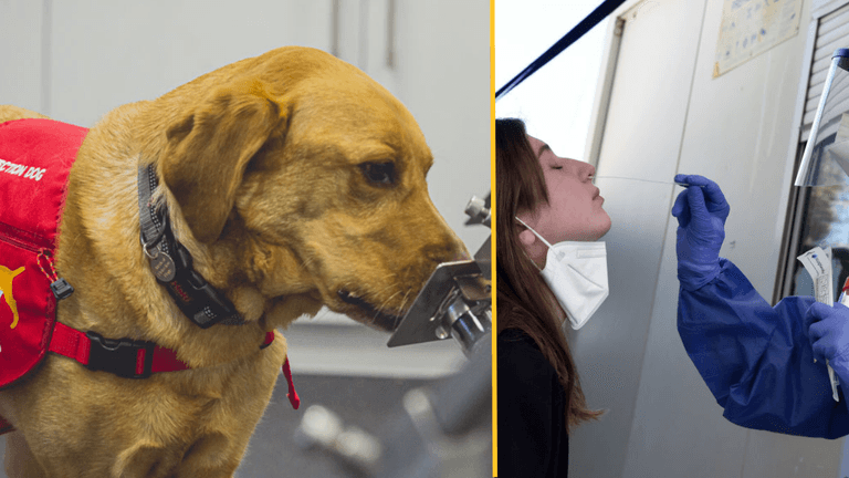 Dogs can detect Covid in under a second Dogs can detect Covid in under a second