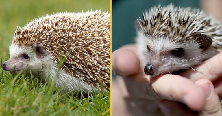 Teenagers ‘force hedgehog to inhale cannabis before throwing it in river’ Teenagers ‘force hedgehog to inhale cannabis before throwing it in river’