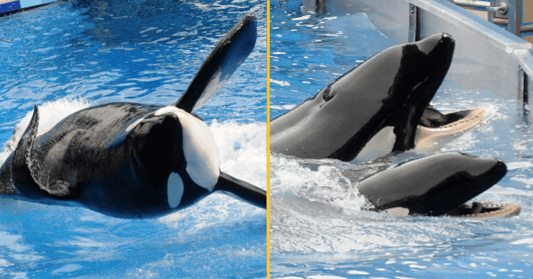SeaWorld trainer’s final moments revealed as whale performed ‘deep dive’ with her body SeaWorld trainer’s final moments revealed as whale performed ‘deep dive’ with her body
