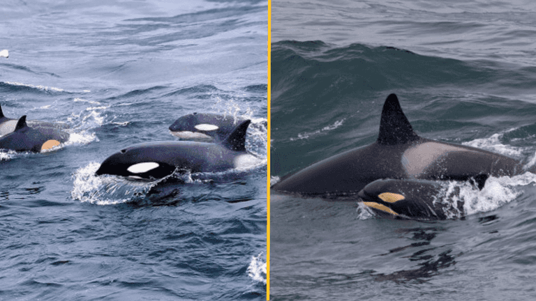 Killer whales spotted off the Cornish coast for the first time in 50 years Killer whales spotted off the Cornish coast for the first time in 50 years