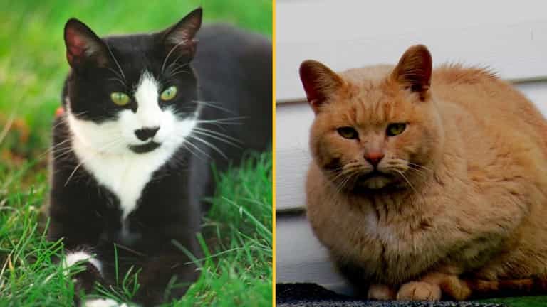 Leeds warned of ‘sick cat killer’ after two cats found beheaded Leeds warned of ‘sick cat killer’ after two cats found beheaded